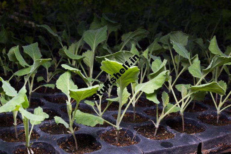 Kale Seed Planting