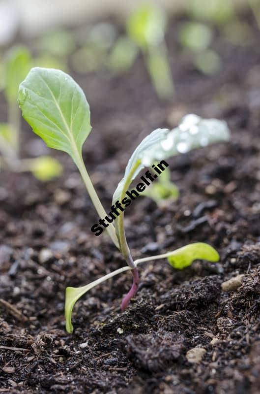 How to Start Kohlrabi From Seed