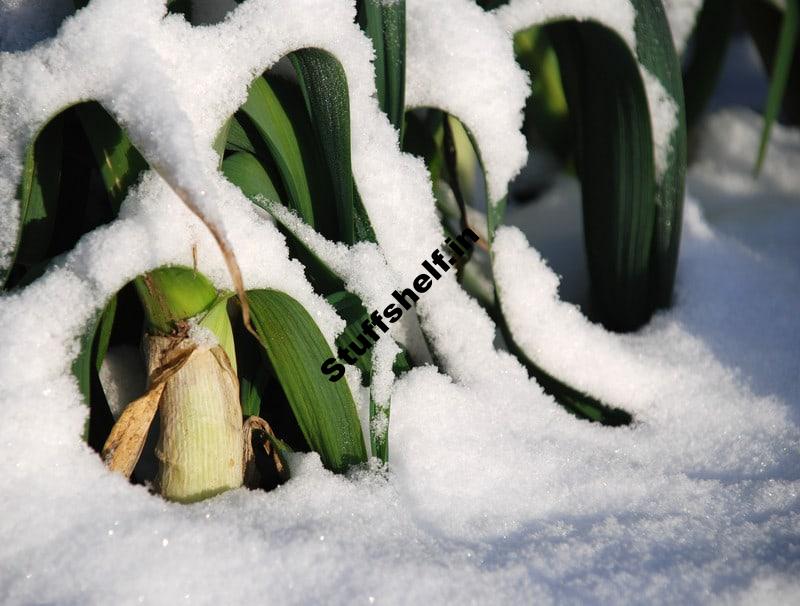 Leeks Are Easy to Grow With These Tips