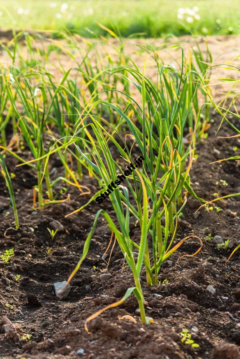 Starting Leeks From Seed