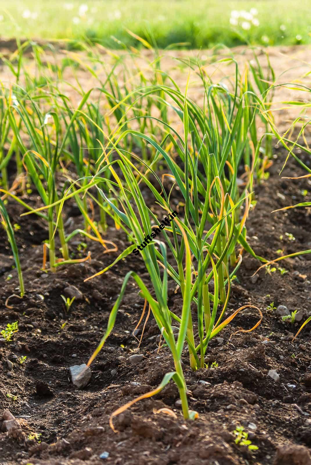 Starting Leeks From Seed