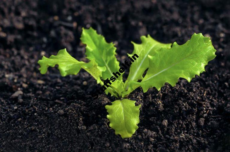 How to Grow Lettuce from Seed