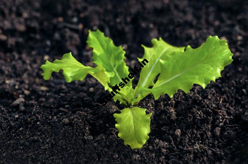 How to Grow Lettuce from Seed