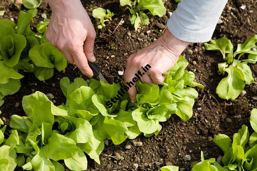 Lettuce Growing in Easy Steps