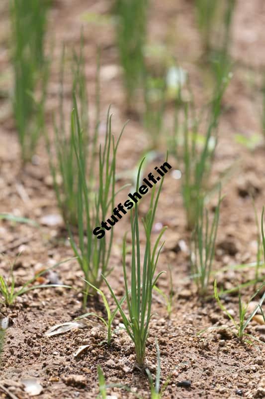 How to Grow Onion from Seed