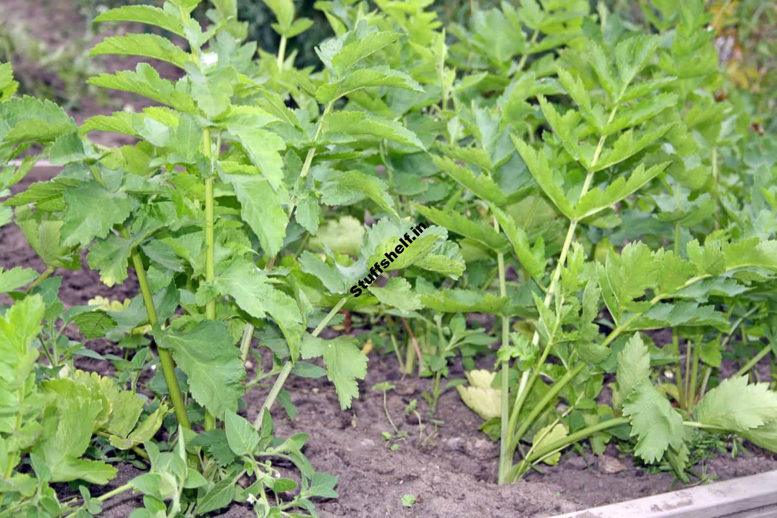 How to Grow Parsnips From Seed