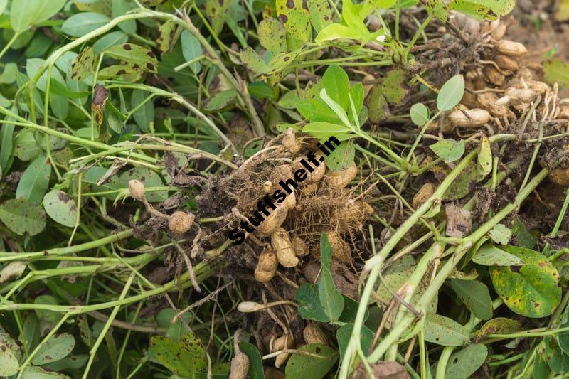 Starting Peanuts from Seed