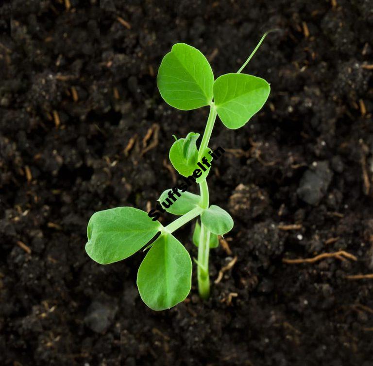 Starting Peas from Seed