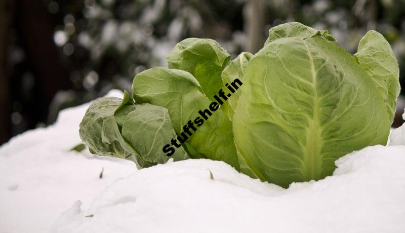 How to Plant Cabbage for Spring Harvest