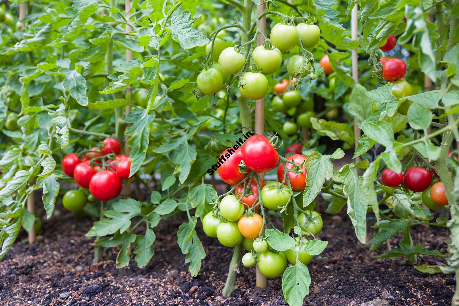 Nutrients Vegetables Need to Grow