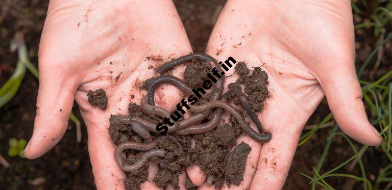 Earthworms and Soil Microorganisms in the Vegetable Garden