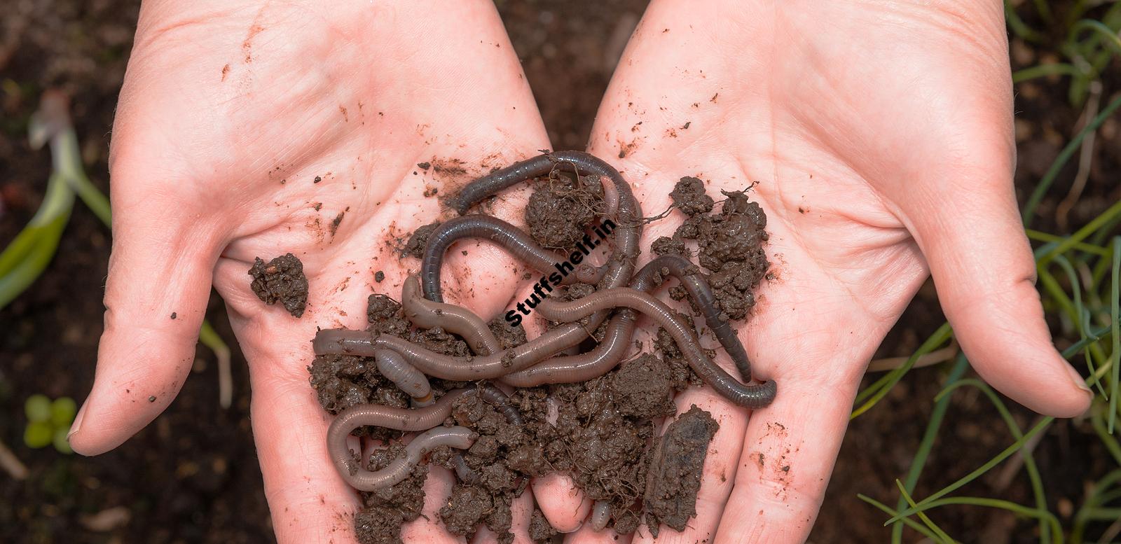 Earthworms and Soil Microorganisms in the Vegetable Garden