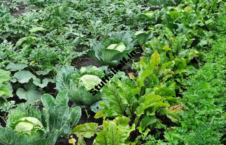 Estimating Yields of Vegetable Crops and How Much to Plant