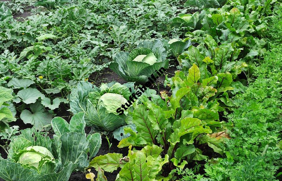 Estimating Yields of Vegetable Crops and How Much to Plant