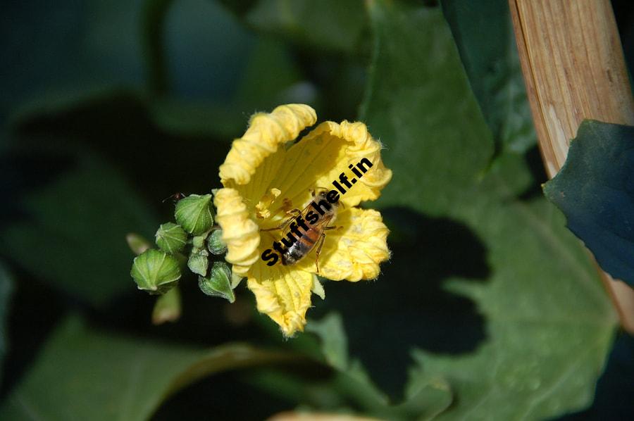 How Vegetables Are Pollinated Open Pollination and Hybrids