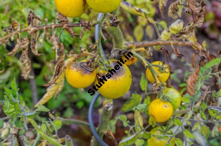 How to Identify Early Blight Late Blight and Leaf Spot on Tomatoes