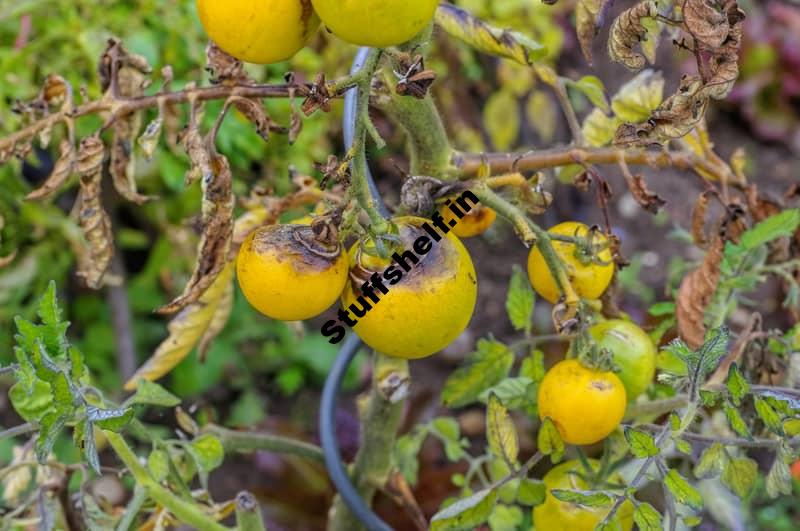 How to Identify Early Blight, Late Blight, and Leaf Spot on Tomatoes