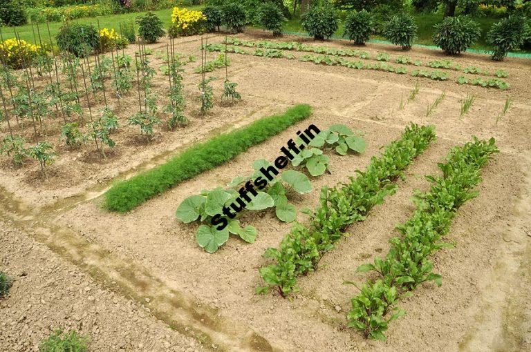 Vegetable Crop Yields Plants per Person and Crop Spacing