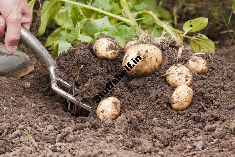 Harvesting and Storing Potatoes