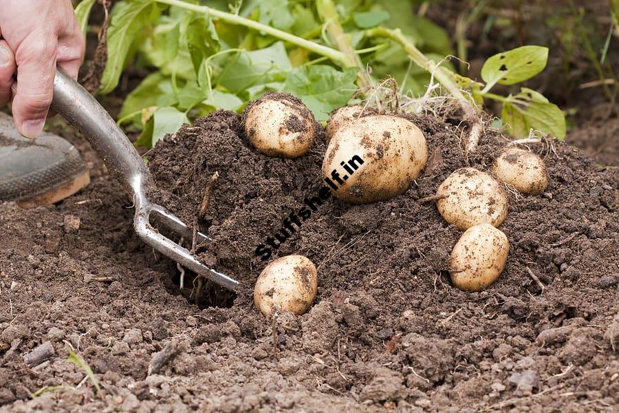 Harvesting and Storing Potatoes