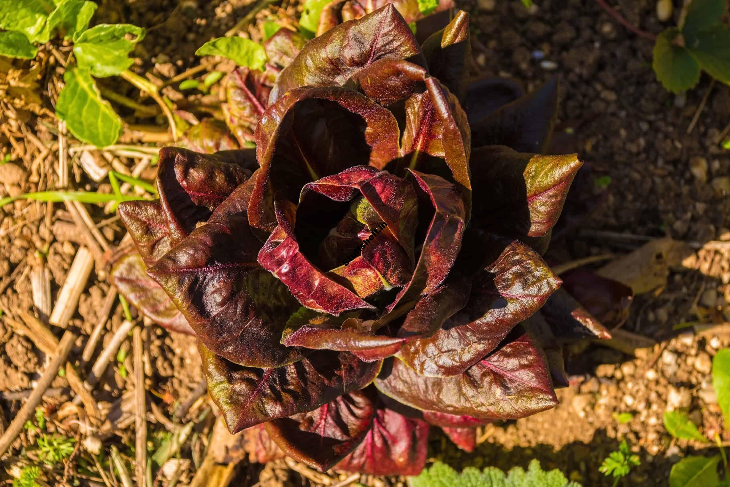 How to Grow Radicchio from Seed