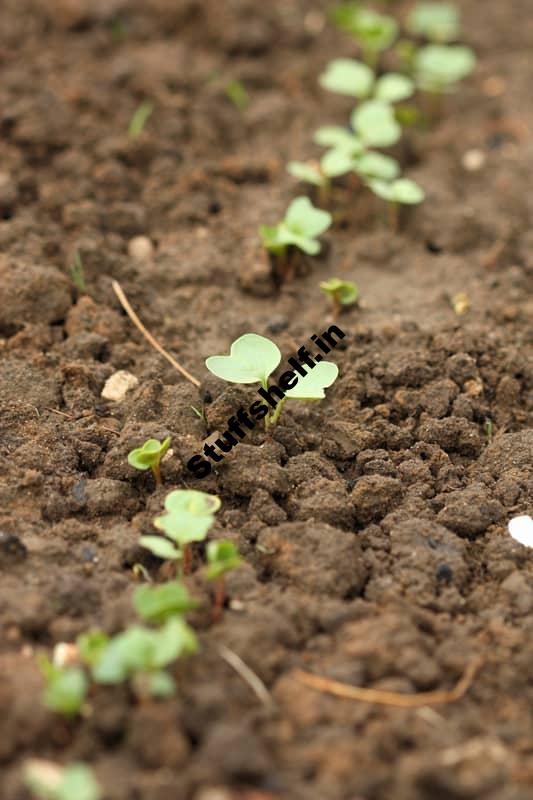 How to Grow Radishes from Seed