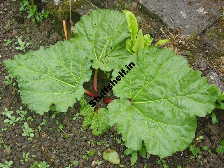 Rhubarb Plant Growing