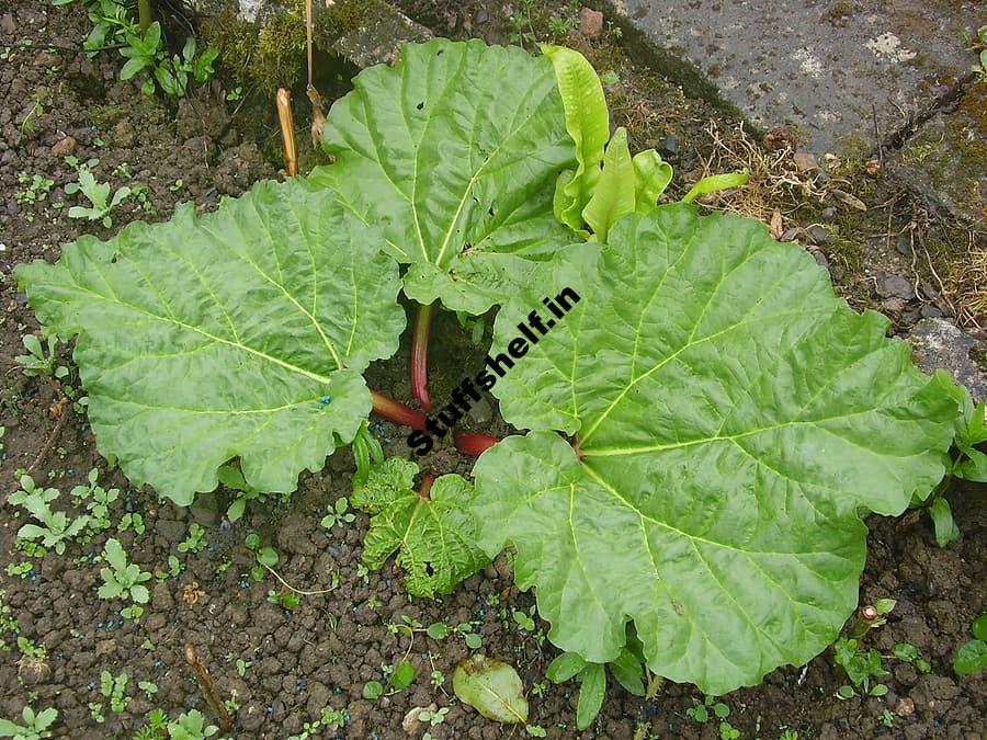 Rhubarb Plant Growing