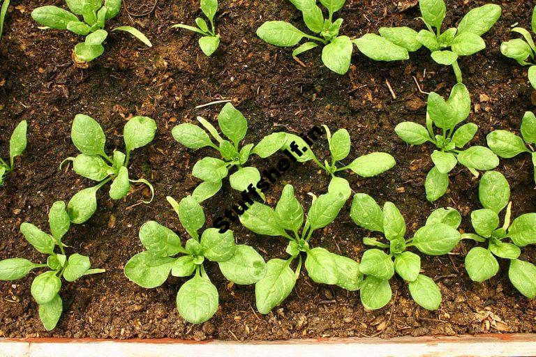 Learn How to Grow Spinach