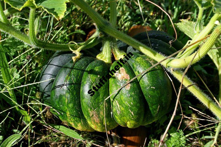 Growing Squash and Pumpkins