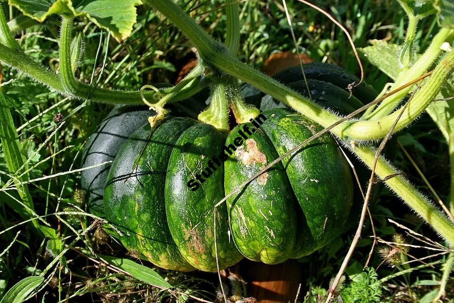 Growing Squash and Pumpkins