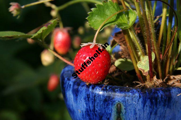 Grow Strawberry Crowns Division and Roots