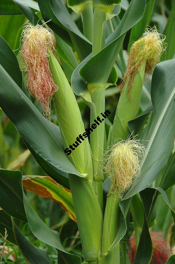 Growing Sweet Corn