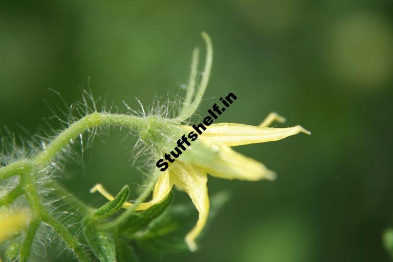 Tomato and Pepper Blossom Drop