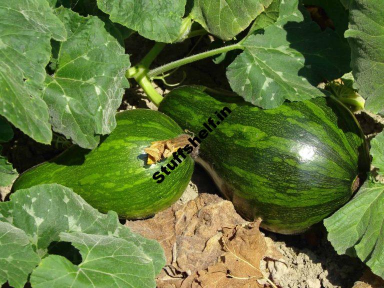 Grow Winter Squash from Seed