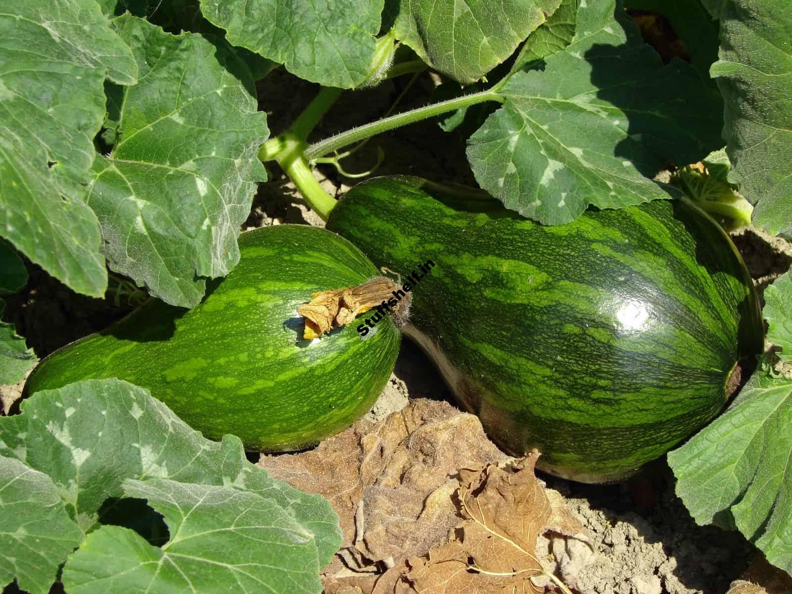 Grow Winter Squash from Seed