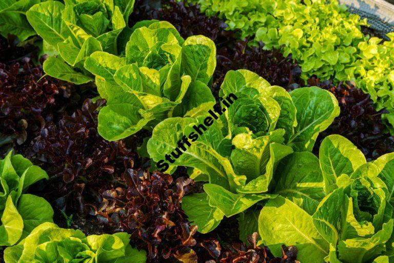 Planting Cool Season Crops Harvest to Table