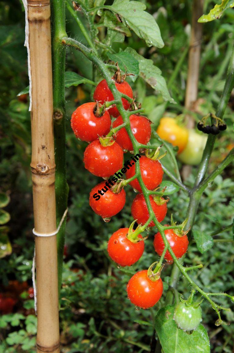 Quick Growing Vegetable Crops Harvest to Table