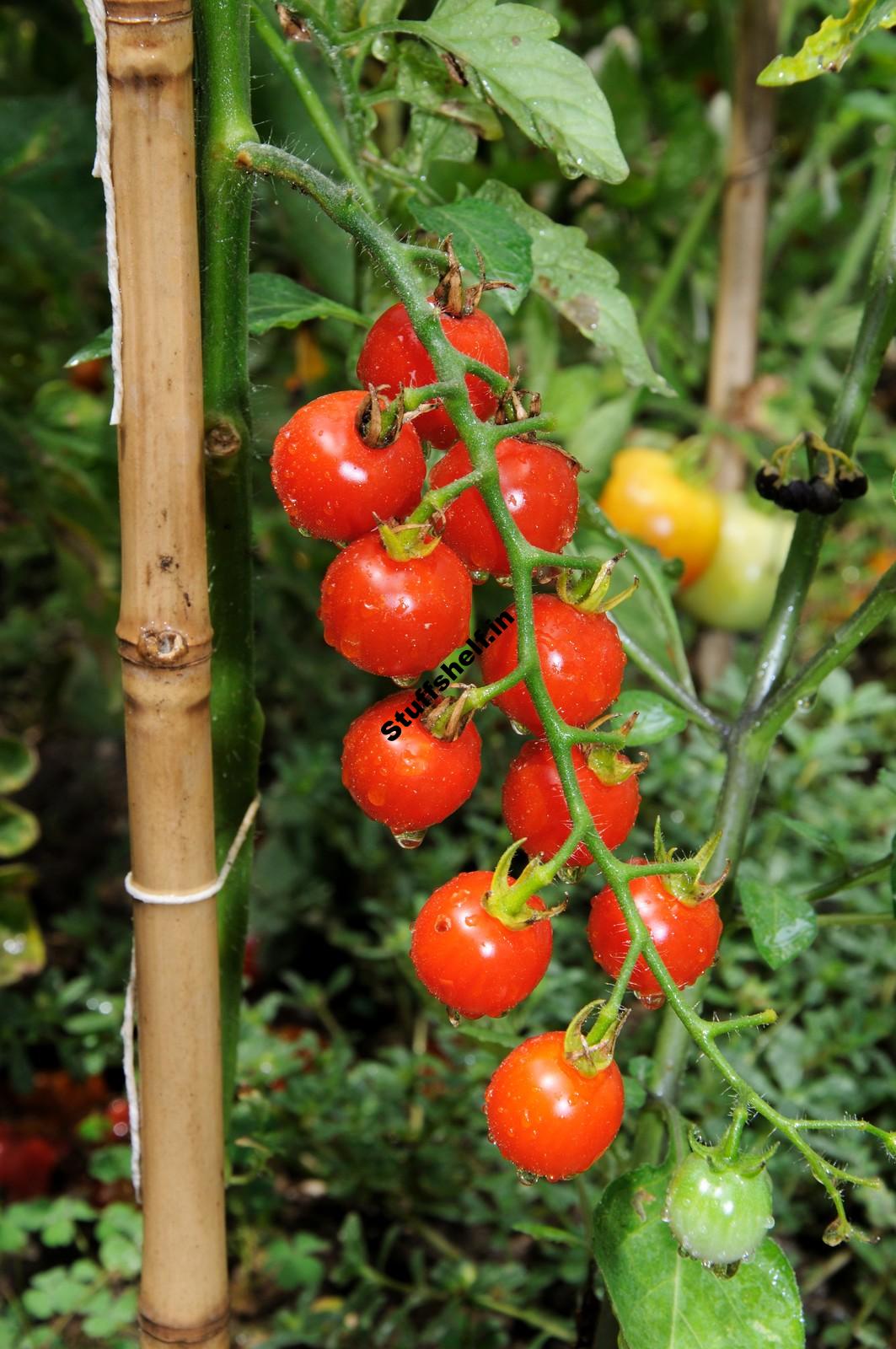 Quick Growing Vegetable Crops Harvest to Table