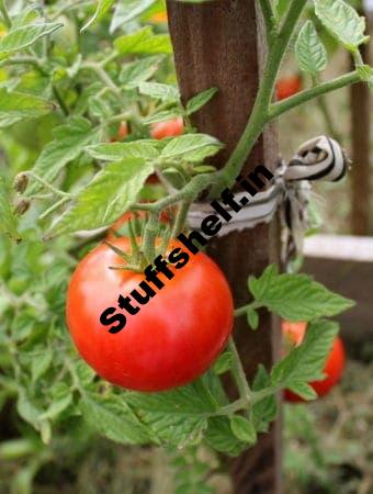 Tomato Drying Tips Harvest to Table