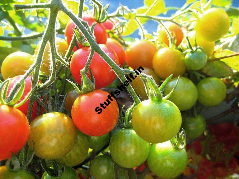 Tomatoes Ripen From the Inside OutWhen to Harvest