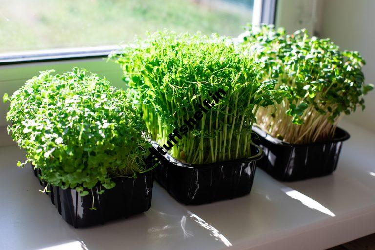 How to Plant Grow and Harvest Microgreens