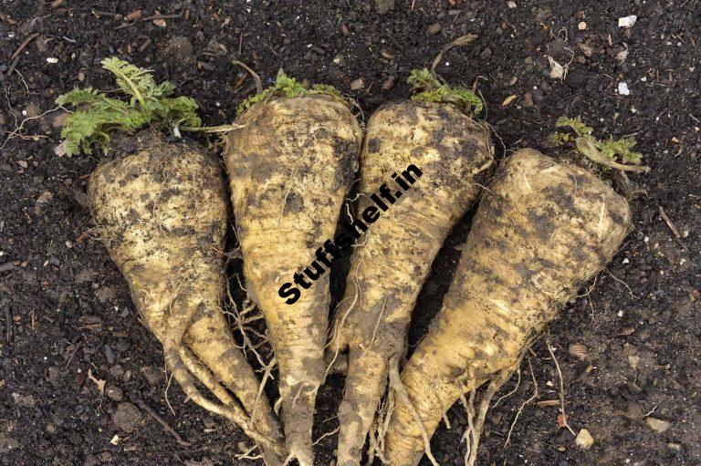 Parsnips Harvest and Store Tips