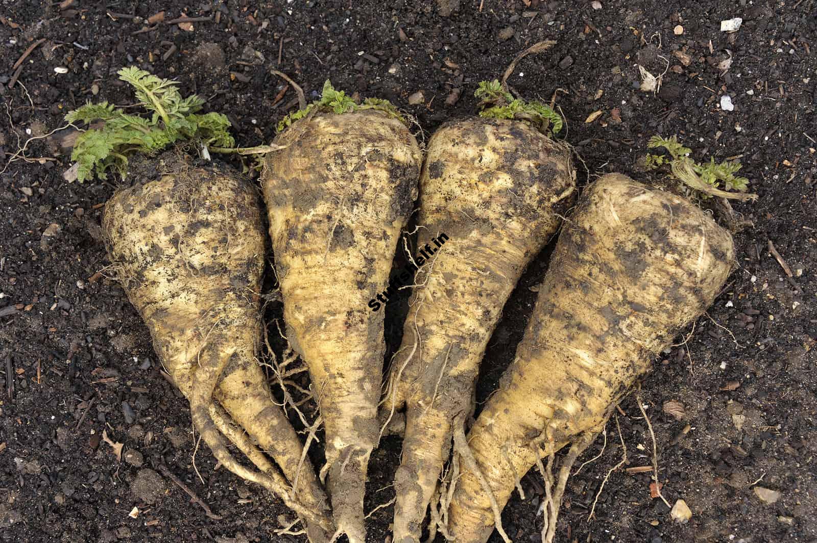 Parsnips Harvest and Store Tips