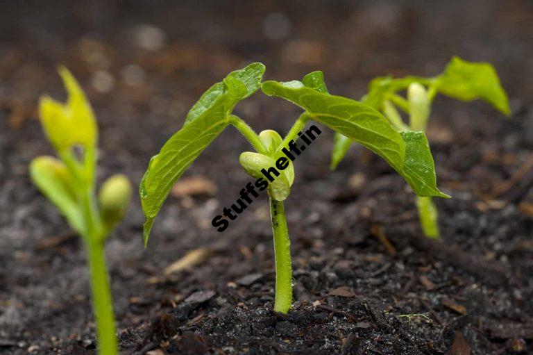 Bean Seed Starting Tips