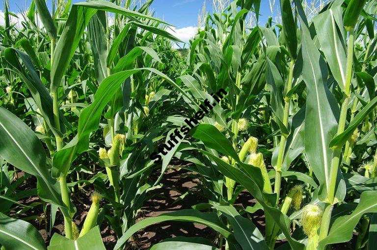 How to Increase Your Corn Crop Yield