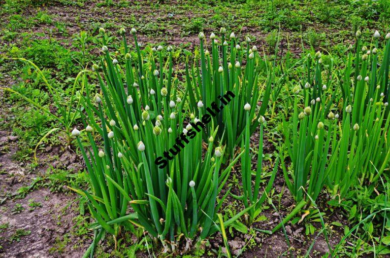 Methods to Plant, Expand, and Harvest Welsh Onions