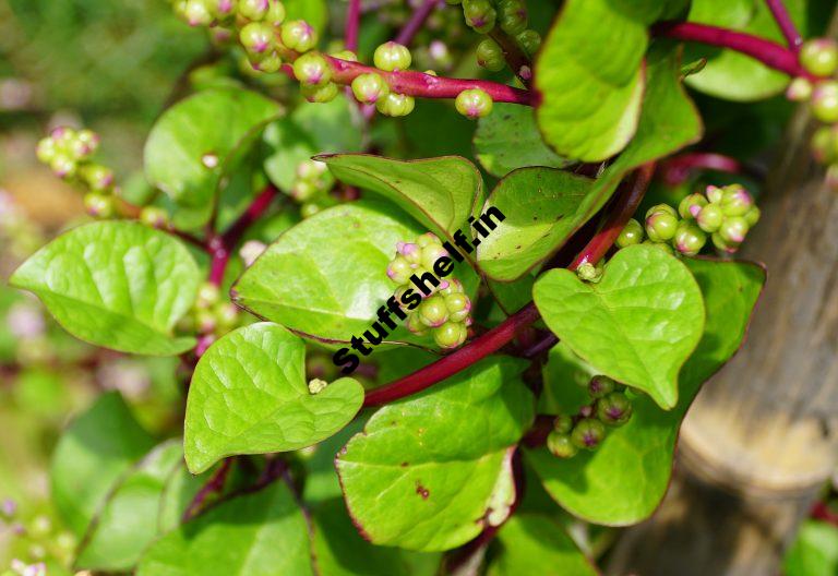 How to Plant Grow and Harvest Malabar Spinach