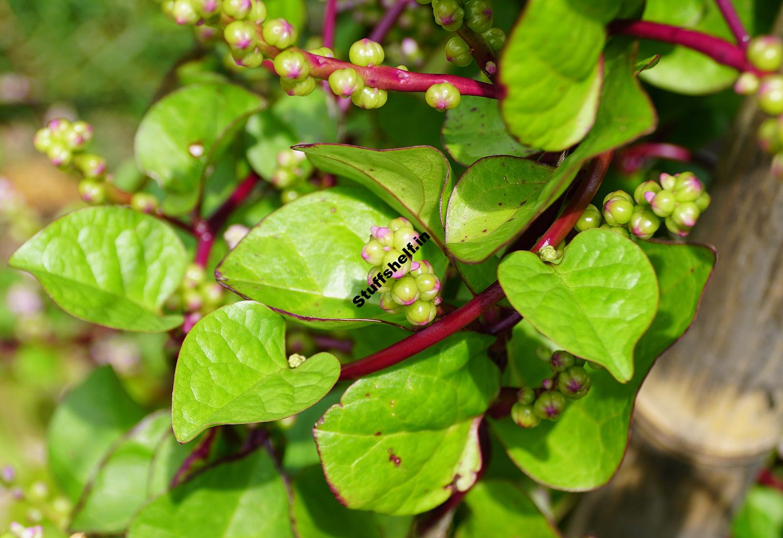 How to Plant Grow and Harvest Malabar Spinach