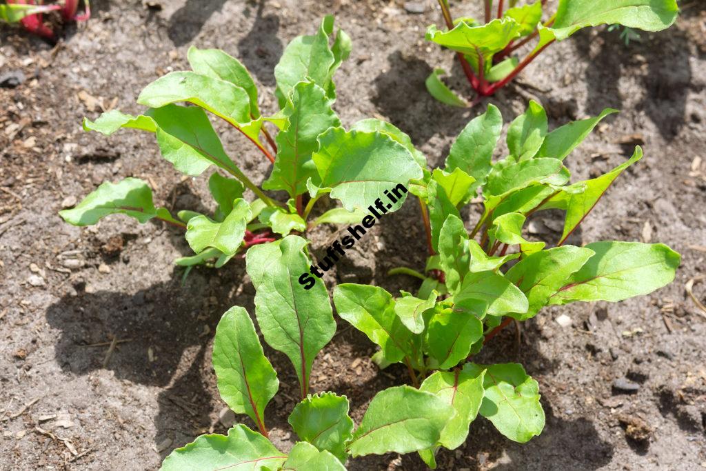 When to Plant Swiss Chard